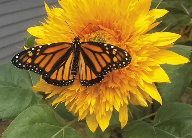 Sunflowers and Hemp Could Reduce Lead in Burlington Soil - Vimarsana News