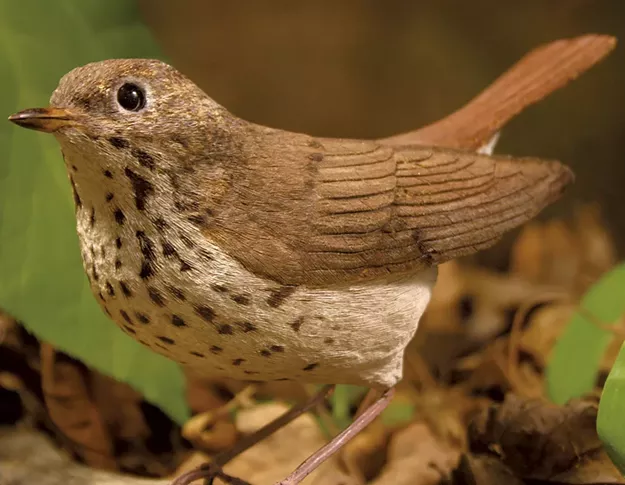 Winging It at Huntington's Birds of Vermont Museum - Vimarsana News