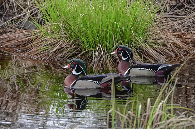 Silvio O. Conte National Fish and Wildlife Refuge Offers Space for Recreation and Forest Research - Vimarsana News