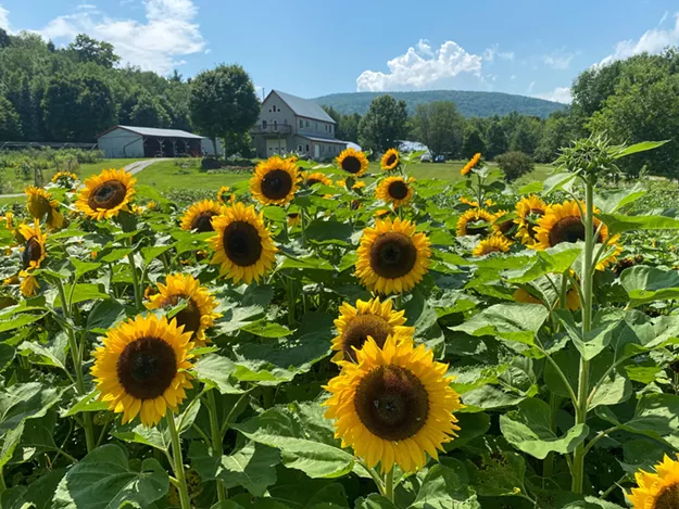 Tunes & Blooms for Ukraine - Vimarsana News