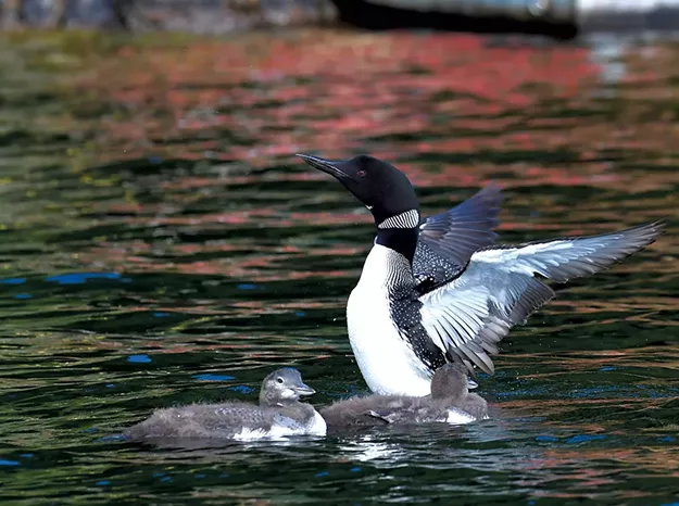 The 'Loon Ranger,' Mike Korkuc, Makes Lake Dunmore Safe for the Diva of Divers - Vimarsana News