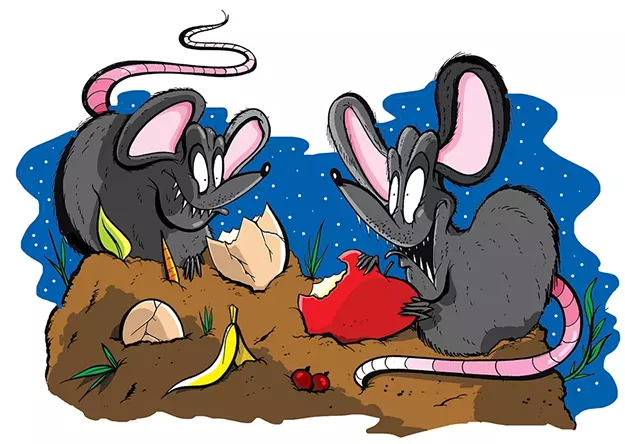 Residents of Burlington's Old North End Battle a Vermin Incursion - Vimarsana News