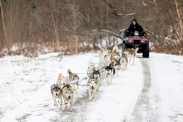 Dogsled Through Vermont's Winter Wilderness With October Siberians - Vimarsana News