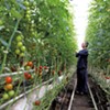 Vermont Tomato Farmer Leads Defense of Organic Principles