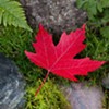 The Parmelee Post: Red Maple Leaf Collapses Under Pressure to Bolster Vermont Economy