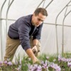 UVM Researchers Sow Seeds for World's Most Lucrative Spice: Saffron