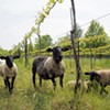 UVM Researchers Study Benefit of Sheep Grazing Shelburne Vineyard