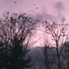 Stuck in Vermont: Crow Safari With Teage O’Connor in Burlington