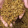 Mealworms Mealworms