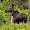 Collared moose Collared moose