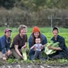 From left: Sophie Cassel, Sophie Howat, Andrea Solazzo with her baby, Lucia Solazzo Dunseith, and Hilary Martin among baby chicory at the Diggers' Mirth Collective Farm From left: Sophie Cassel, Sophie Howat, Andrea Solazzo with her baby, Lucia Solazzo Dunseith, and Hilary Martin among baby chicory at the Diggers' Mirth Collective Farm