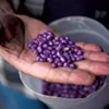 Pesticide-treated corn seed Pesticide-treated corn seed