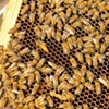 Bee Protection Bill Advances in Vermont Senate