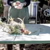 A freshly slaughtered meat bird at New Village Farm A freshly slaughtered meat bird at New Village Farm