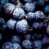 Taste of Place: Vermont Vineyards Press Winter into Wine