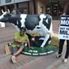 Moooving Scene on Church Street: PETA Activists Say No to Cow's Milk
