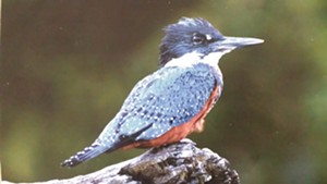 Kingfisher - Uploaded by reenyb