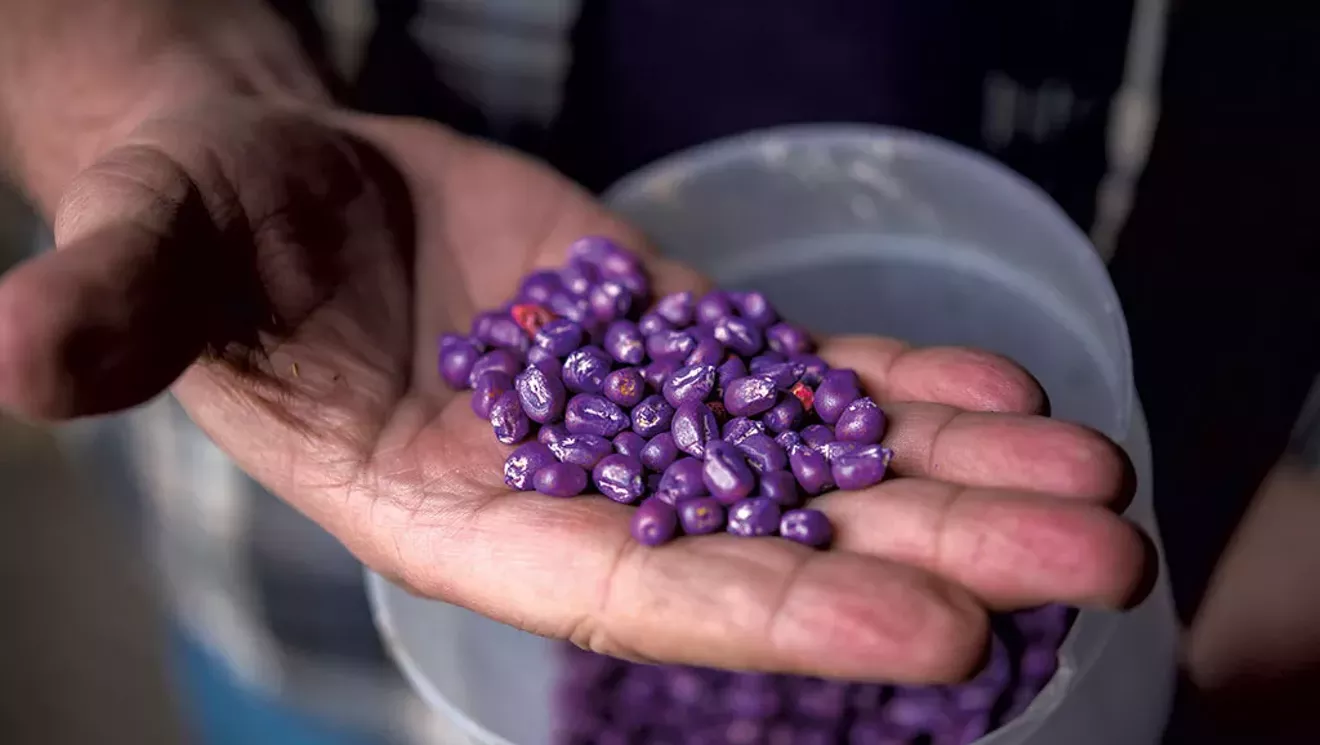 Lawmakers Approve New Pesticide Rules for Vermont - Vimarsana News