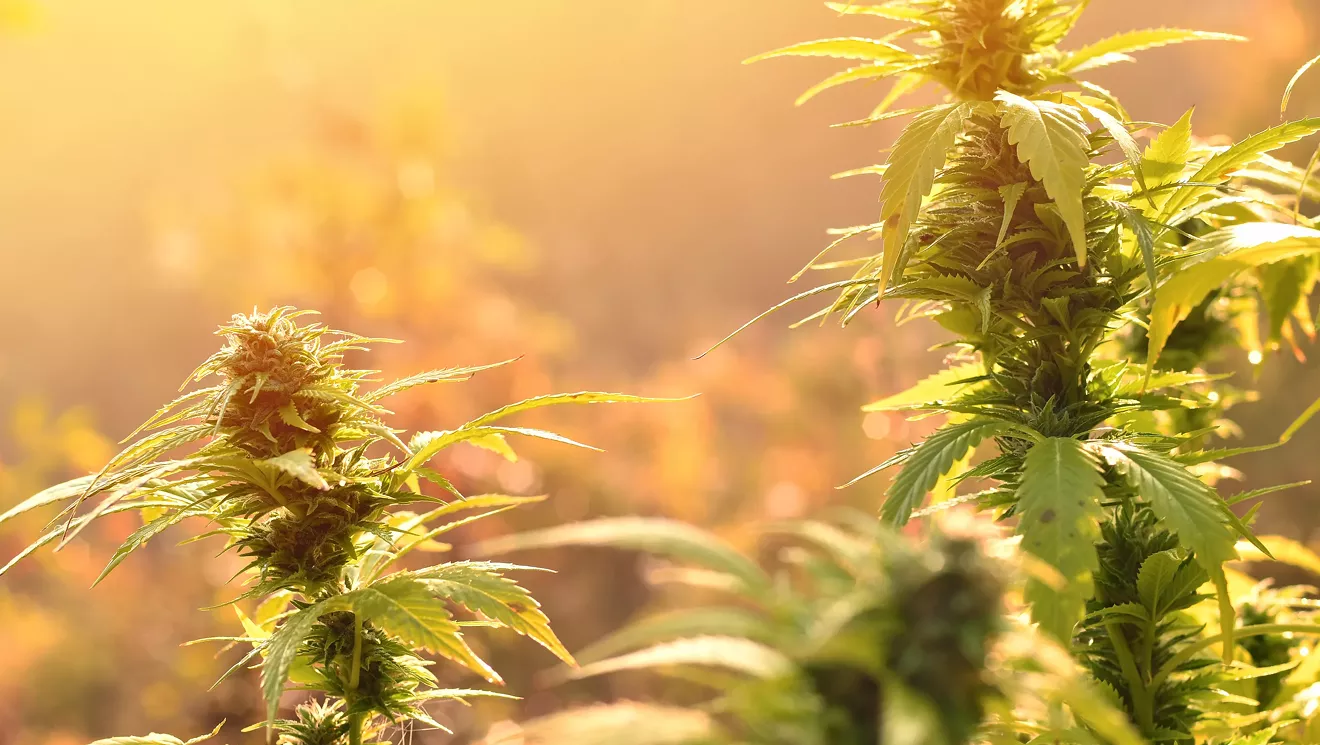 Pesticide-Tainted Cannabis Pulled From Shelves of Five Vermont Stores - Vimarsana News