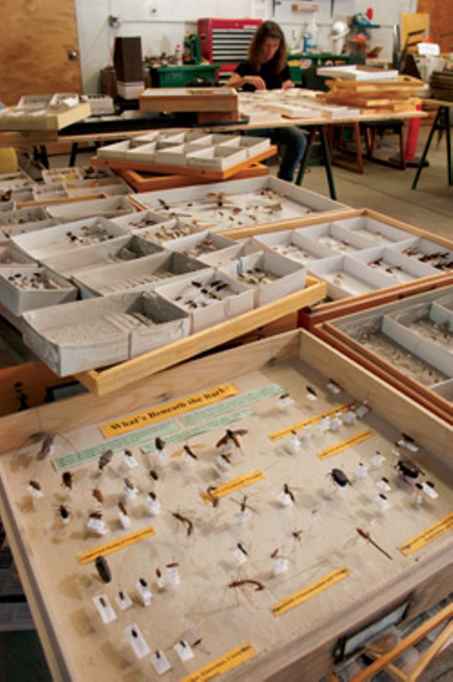 What remains of the state's official insect reference collection - MATTHEW THORSEN