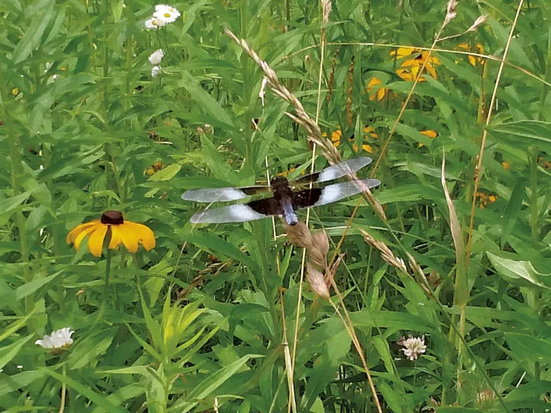 Widow skimmer dragonfly - ETHAN DE SEIFE