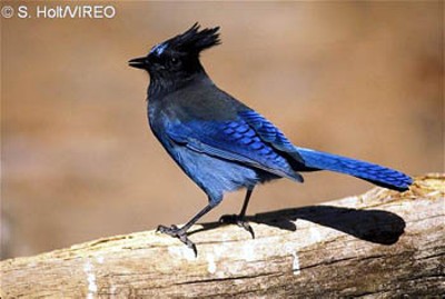 North American Jay Bird