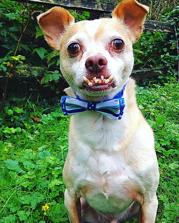 Meet Rabies. Hes the honorable mention in our Ugly Pet Contest.
