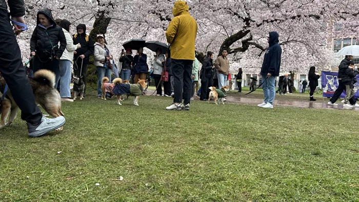 Slog AM: Seattle Crowds, a Moon Mission, and Waymos That Can’t Stop Illegally Passing School Buses