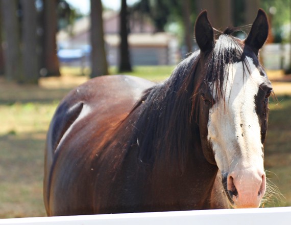 Revisiting the Town of the Most Famous Horse Sex Death in Recorded History  - The Stranger