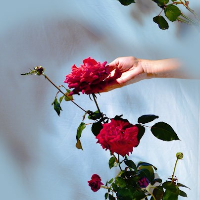 Emily Tanner Mclean Roseroseroserose At Vestibule In