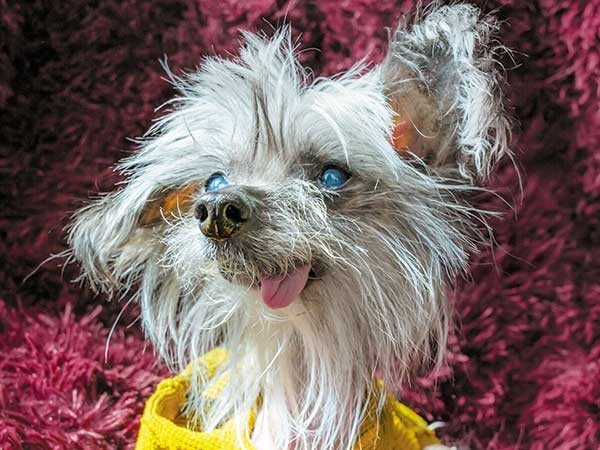 Meet the Winners of The Stranger s 2019 Ugly Pet Contest The