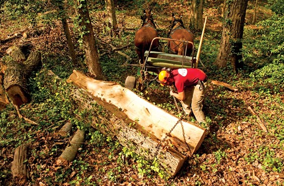 DiMarco attaches chains to a section of the fallen chestnut so the horses can haul it off. A 600-pound log is easy for them; a normal load is 2,000 to 3,000 pounds, DiMarco says. - SCOTT ELMQUIST