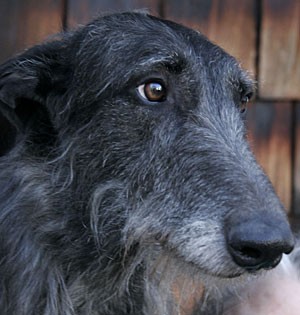 Elizabeth Batty knows what she&apos;s looking at: Her deerhound Spur is the half-brother of Hickory, winner of the Westminster dog show. Photo by Jay Paul.