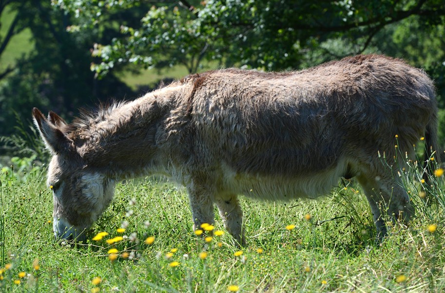 mounting a donkey图片