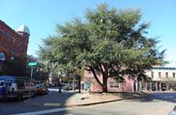 In better days: A discussion surrounded whether the 26-year-old tree should be considered in the design of the plaza. - SCOTT ELMQUIST / FILE