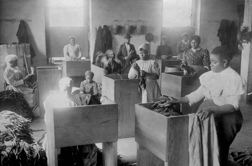 African-American women sort tobacco at T.C. Williams & Co. in 1899.