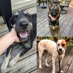 Some of the dogs that will be available for adoption! - Uploaded by Erin Kennedy