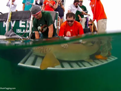 A group of scientists interacting with a shark just below the water's surface. - Uploaded by Science Museum of Virginia