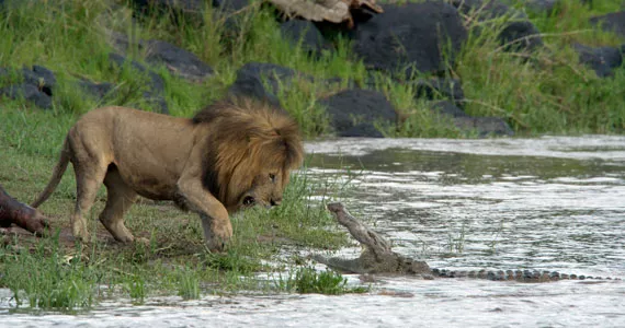 A crocodile informs a lion where his kingdom stops in African Cats, screening at ViewFinders in April.