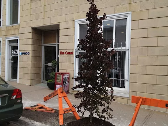 tree.jpg