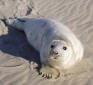 Aerial photo of seal pup on Sable Island