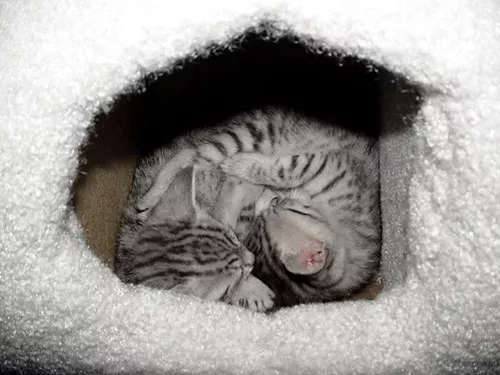 kittenscurledup.jpg