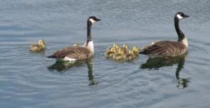 Canada Geese on the Missouri River