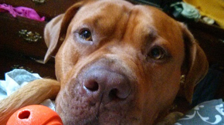 Chomper the pitbull stares at the reader, with his wet nose in your face. Pet him!