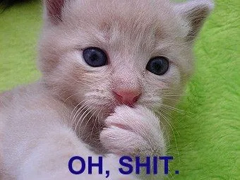 funny_cat_pictures_163.jpg