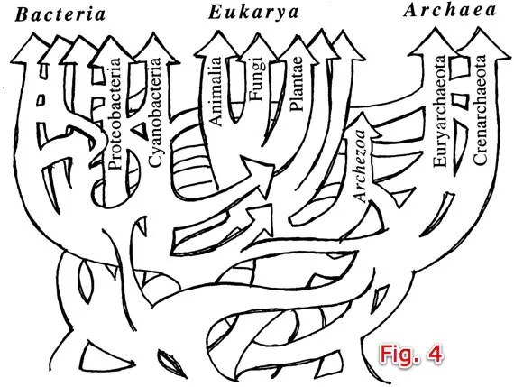 Fig. 4 Doolittle’s latest view shows a hopelessly compex mess, wtih no discernable single trunk.