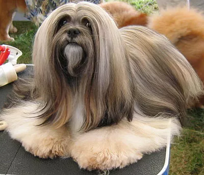 lhasa-apso.jpg