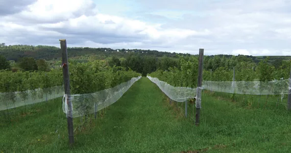 Grape times await in Gaspereau Valley.
