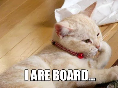 bored_cat_is_bored.jpg