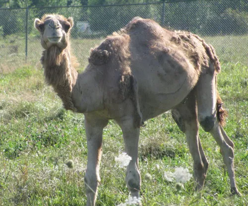 In the middle of lovely Amish country there are three of these guys.